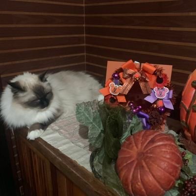 oRvdecNk7x6Bs3a's profile picture. 大阪に住んでるTHEYELLOWMONKEyさんとレジェンド声優様をこよなく愛するアラサーです＼(^^)／