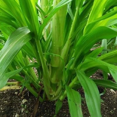 goodmorningmyn5's profile picture. Trust yourself son!