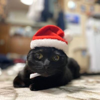 tora_oyazi's profile picture. 