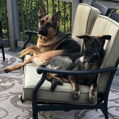 MaryO0055's profile picture. Mom of 3 handsome boys and 2 furry German Shepherds, Nurse, East Coast CT to Steel-town