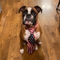 Perry the Boxer (@perrytheboxer) 's Twitter Profile