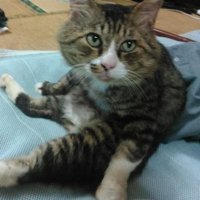 与論島に住んでます。毎年11月の第1日曜日(日付が1日、2日、3日なら第2日曜日)に開催されるヨロンマラソンを畑にお絵描きして応援してます。たまに猫&海とか畑作業とかいろいろ紹介したりしなかったり、あまり面白い話は期待できませぬが与論島の色々な事を広めたい( ゚∀゚)ノ✨
ビジネス系エロ系にはフォローバックしません。