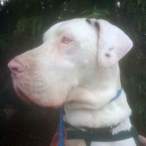 FranklinTheDane's profile picture. I'm a loving giant great dane