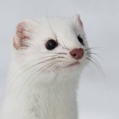 ぽめさんのプロフィール画像