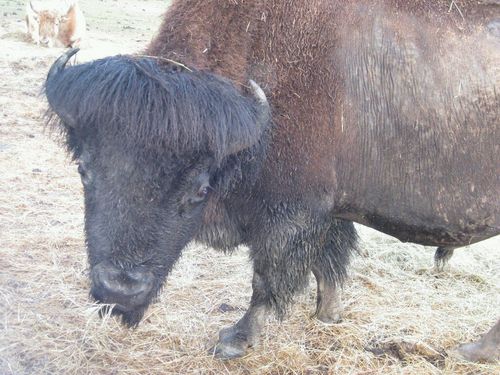 tideman76's profile picture. mess with the horns, you get the bull.