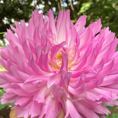 yongsuk_h's profile picture. 三姉妹のオンマです。在日朝鮮人２世。幼稚園から大学まで朝鮮学校。ピョンヤンに70年代に帰国した兄姉が住んでいます。2010年度は町内会の役員を初体験。(2019年に2度目の町内会役員も経験)2010年4月から使っていたアカウントを削除。2017.11.9から新規アカウントに。 非公開アカウントは@yongsugiです。