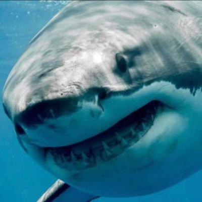 LargeDan69's profile picture. Ask me anything about sharks. I tweet like I have a million followers.