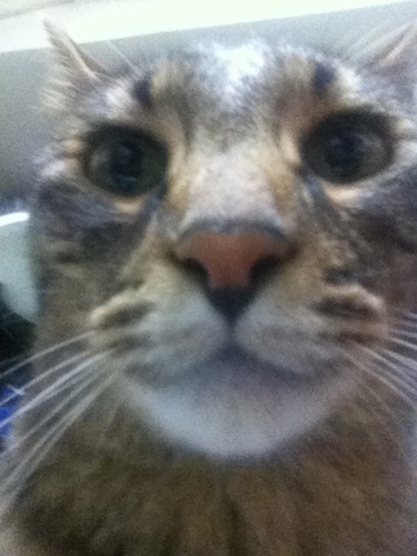 nyangorou_i's profile picture. ねこ、15歳の冬。まだまだ現役。