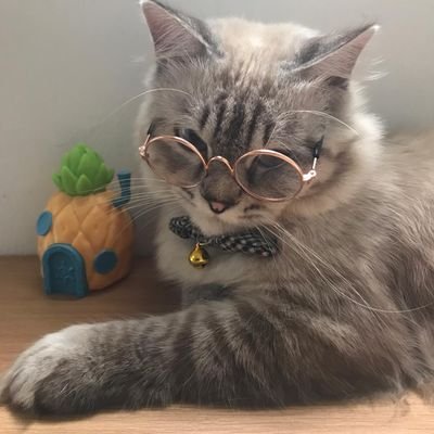 ppanggirl's profile picture. ㅡ 𝐦𝐮𝐥𝐭𝐢 𝐟𝐚𝐧𝐝𝐨𝐦✧*🕊