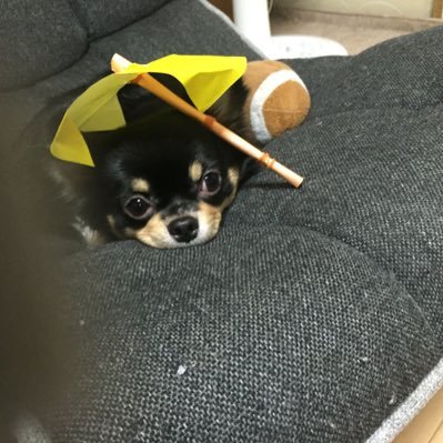 junmaku21's profile picture. マイクラ関係色々してます🤏🏻！