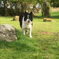 Susan Harcourt (@susanharcourt1) 's Twitter Profile