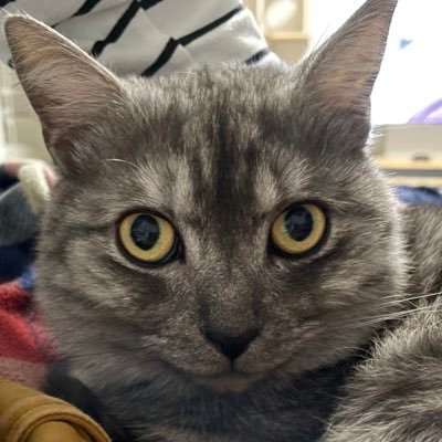 まずめ 短足顔デカおじ猫 オケツハゲ ミヌエット Minuet 短足部 猫 ねこ Cat ブルータビー おじさん猫 おじ猫 猫好きさんと繋がりたい ハゲ はげ おしり 尻