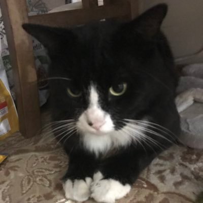shunyaax's profile picture. 