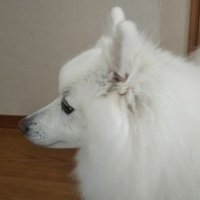 suzuki(@suzukiset) 's Twitter Profile Photo