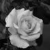 ༺ᚑɃɆ₦₳ƉƗԞ₮₳ᚑ༻ (@jensenelken) Twitter profile photo ༺ᚑɃɆ₦₳ƉƗԞ₮₳ᚑ༻ (@jensenelken) Twitter profile photo