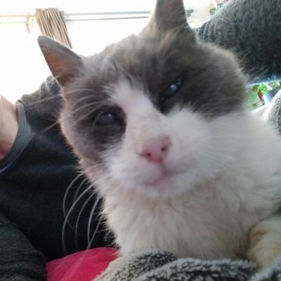 chalbator's profile picture. Compte de feu Ted prêté à Fantôme le temps du reconfinage