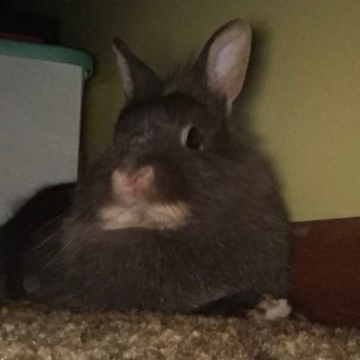 babythebunni Profile Picture