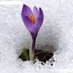 Gurbet Kuşu... (@mukutparbat) Twitter profile photo Gurbet Kuşu... (@mukutparbat) Twitter profile photo