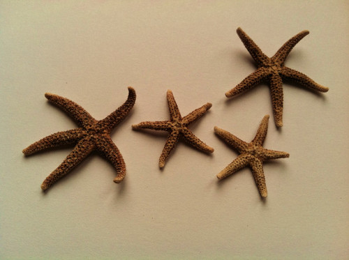 Four Sea Stars