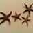 FourSeaStars's profile image