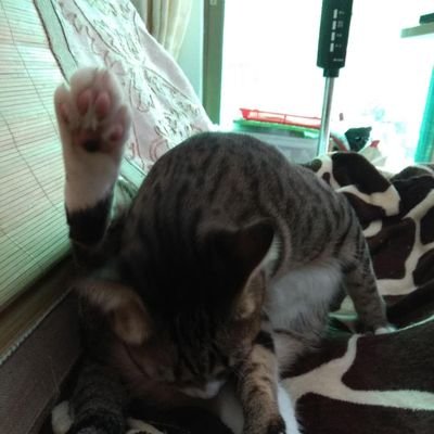 Kixton168's profile picture. Social unrest in cat nations