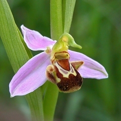 Botánico por vocación y formación, especializado en la flora silvestre de la Región de Murcia.