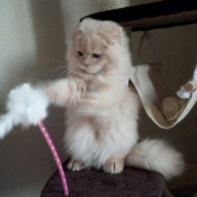 どら猫 Manekidora Twitter どら猫 Manekidora Twitter