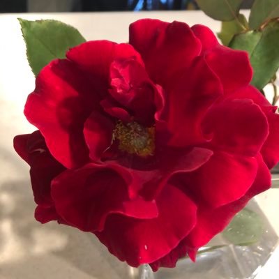 midwestmom47's profile picture. 