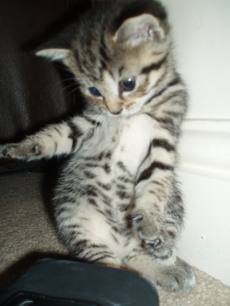 littlemisslemon's profile picture. The perfect kitten