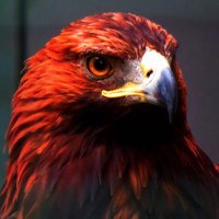 Dee Dee (@patrioticdee) 's Twitter Profile
