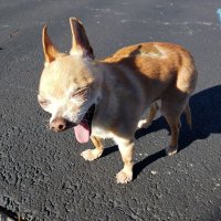 Adventurous Pond Jumper (@artimus82) 's Twitter Profile