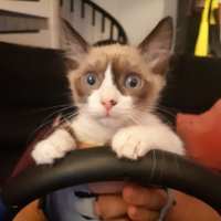 Tenkho (J. Porras) (@tenkho86) 's Twitter Profile Photo