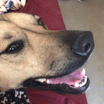 MelSaugh's profile picture. Happily married, love animals, gardening & my dog.
