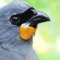 South Island Kōkako for Bird of the Year(@VoteSIKokako) 's Twitter Profile Photo