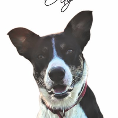 ollythecollie Profile Picture