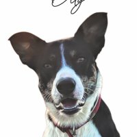 Olly the collie (@ollythecollie) 's Twitter Profile Photo Olly the collie (@ollythecollie) 's Twitter Profile Photo