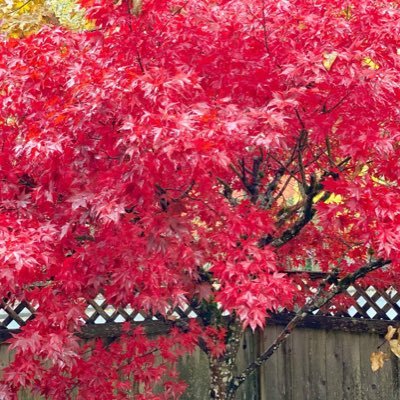 PealDG's profile picture. Be kind.