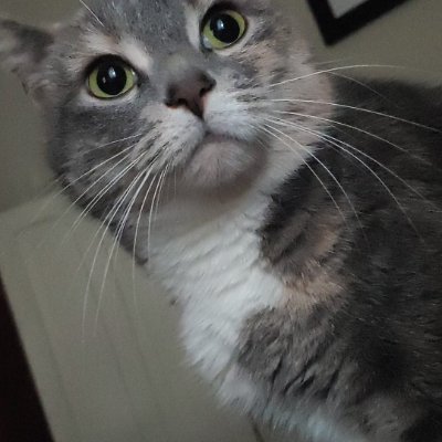 KapHammar's profile picture. 