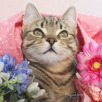 🧡 Passionfruit the cat & her four cute Kittens 😺😺😺😺
🌈 Muffin Kiwi Kiko Chika 🌈
▶️ We're on YouTube! https://t.co/6Q50Me8tKh