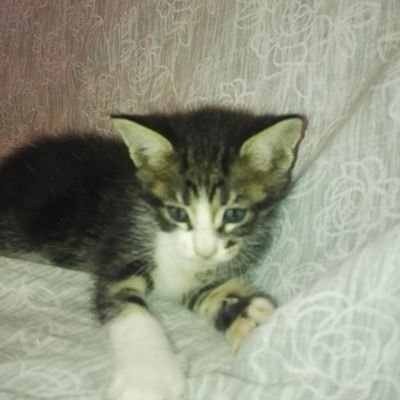 Marco80389925's profile picture. conoscenza