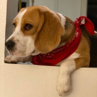 Cholula The Beagle(@Cholulife) 's Twitter Profile Photo