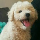 juschillin8 (@datgold80) 's Twitter Profile