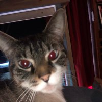 Sam Thomas (@blahblah1935678) 's Twitter Profile