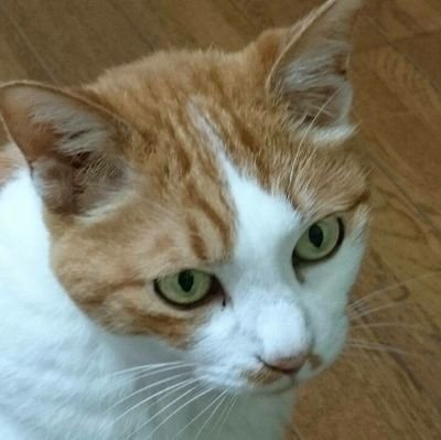 udon_YU_GI_OH7's profile picture. 遊戯王、mtg、ポケカ
遊戯王メイン


つい最近愛猫が空へ旅立ち、ペットロスになりました。
それでも愛するあの子への感謝の気持ちだけは絶対忘れません