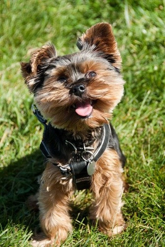 Dogs, Fitness and Food.  Three of the biggest parts of my life.  You'll read more about it if you follow me!