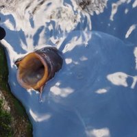 鮬 (@seigo_636f) 's Twitter Profile