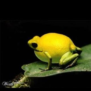 Mr_Lemonfrog's profile picture. 