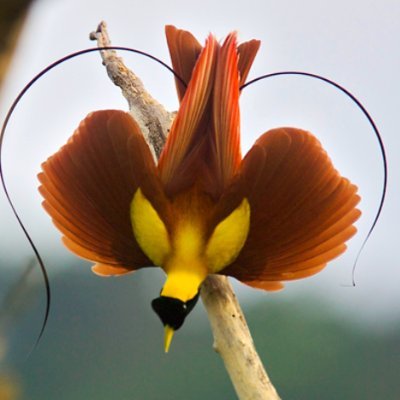 CaptChicky's profile picture. Your typical ameatur programmer, and science/bird enthusiast. Tweets about stuff that's interesting. Procrastinates daily. Occasionally actually is productive.
