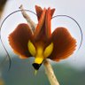 CaptChicky's profile picture. Your typical ameatur programmer, and science/bird enthusiast. Tweets about stuff that's interesting. Procrastinates daily. Occasionally actually is productive.
