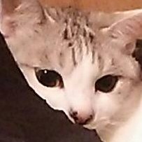 12にゃんず(1ダース)と暮らしてます😁
2021年3月23日と24日に子猫が生まれました。
生後36日目のミラクルにかわいい動画です😄
→
https://t.co/9ij3TrS2ri
😻